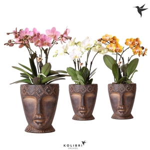 Kolibri Orchids Phalaenopsis Jewel mix 4 spike in Totem mask