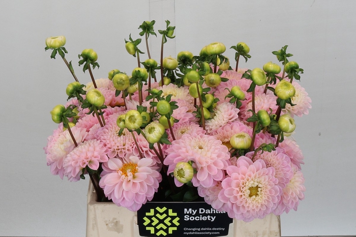 <h4>Dahlia Wizard of Oz</h4>