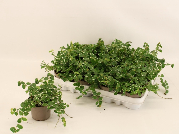 <h4>FIC PU WHITE SUNNY</h4>