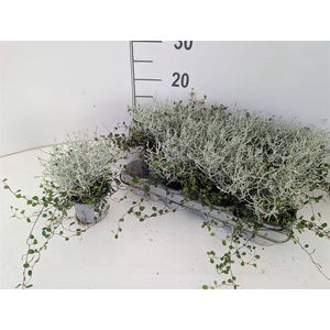 LEUCOPHYTA/MEUHLENBECKIA P9