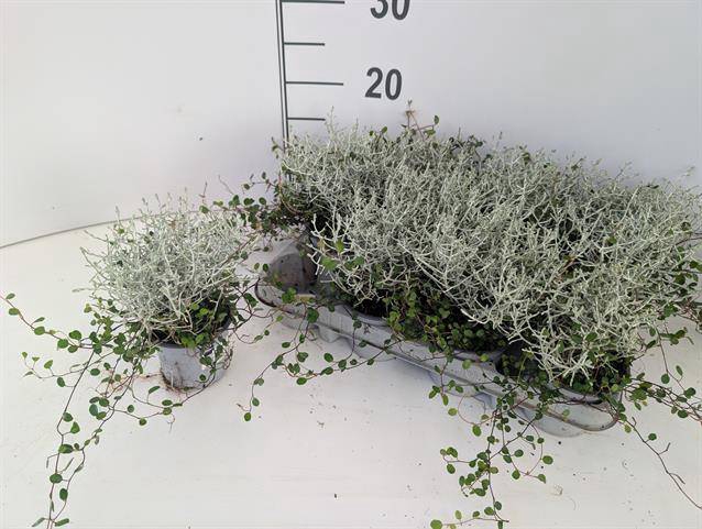 <h4>LEUCOPHYTA/MEUHLENBECKIA P9</h4>