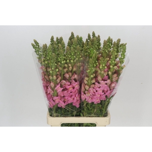 Antirrhinum Potomac Early Pink