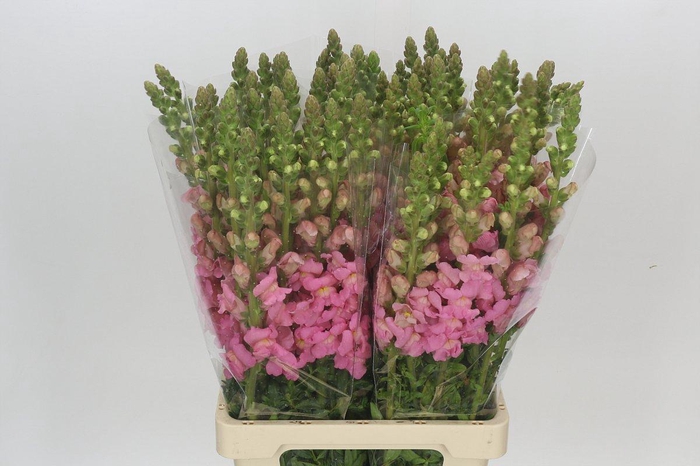 <h4>Antirrhinum Potomac Early Pink</h4>