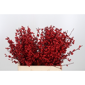 Ilex Kl Bh Bordeaux