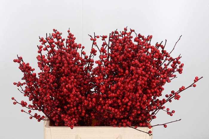 <h4>Ilex Kl Bh Bordeaux</h4>