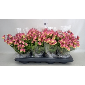 Kalanchoe HG 'Wendy'