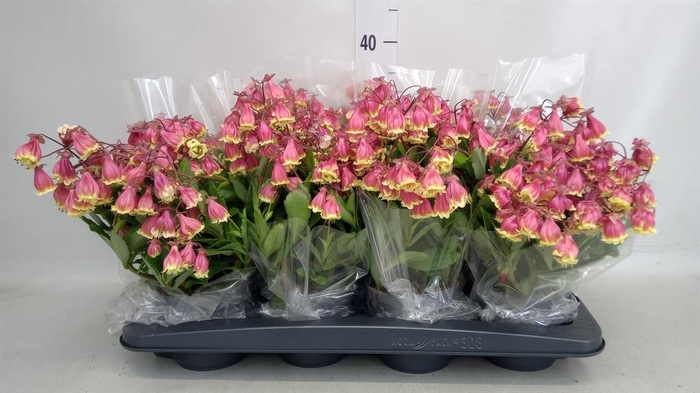 <h4>Kalanchoe HG 'Wendy'</h4>