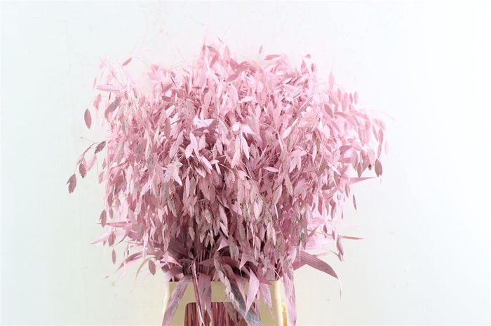 <h4>Siergras Chasmantium Klbh L Pink</h4>