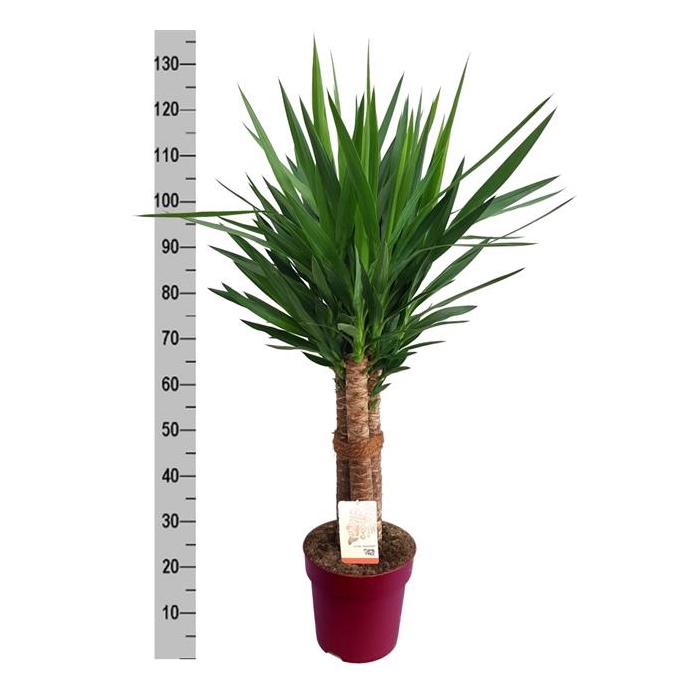 <h4>Yucca elephantipes 27Ø 140cm 6Head</h4>