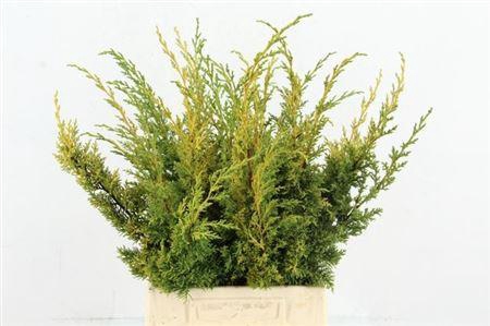 <h4>Conifeer Juniperus Yellow Per Bunch</h4>