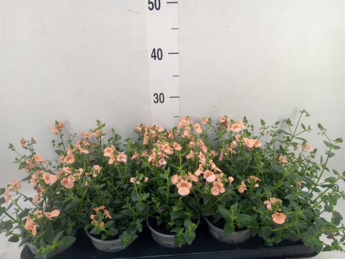 <h4>Diascia  'Piccadilly Salmon'</h4>