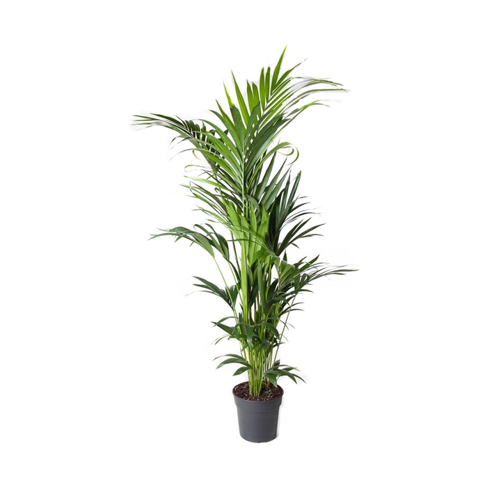 <h4>Howea Forsteriana(kentia) P27-180</h4>