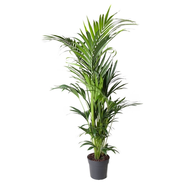 Howea Forsteriana(kentia) P27-180