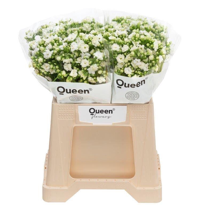 <h4>Kalanchoe  'Crystal White Meadow'</h4>