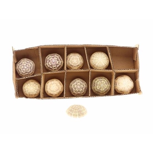 SHELL URCHIN ALFONSO 10PCS D8.5