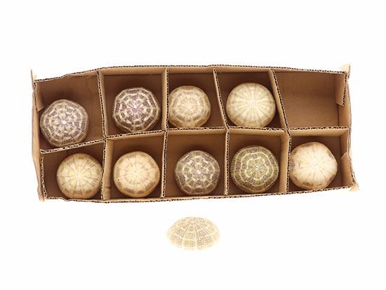<h4>SHELL URCHIN ALFONSO 10PCS D8.5</h4>