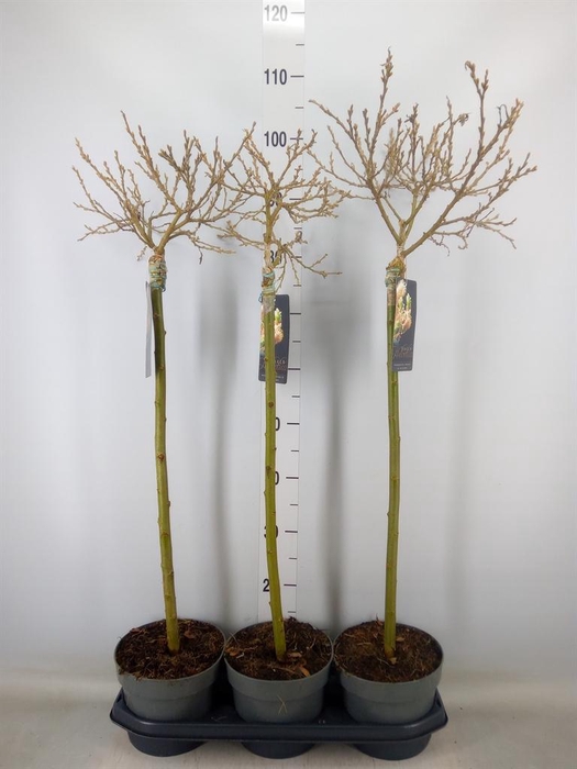 <h4>Salix helvetica</h4>