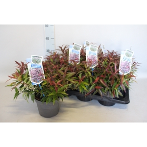 Leucothoe Keiskei Burning Love