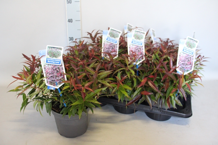 <h4>Leucothoe Keiskei Burning Love</h4>