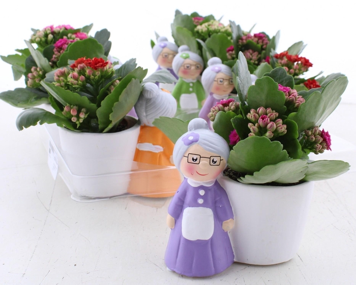 <h4>ARR KALANCHOE</h4>