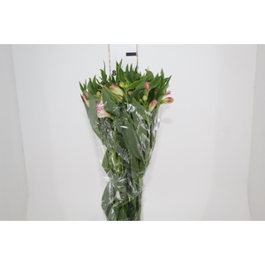 ALSTROEMERIA DUBAI 080 CM