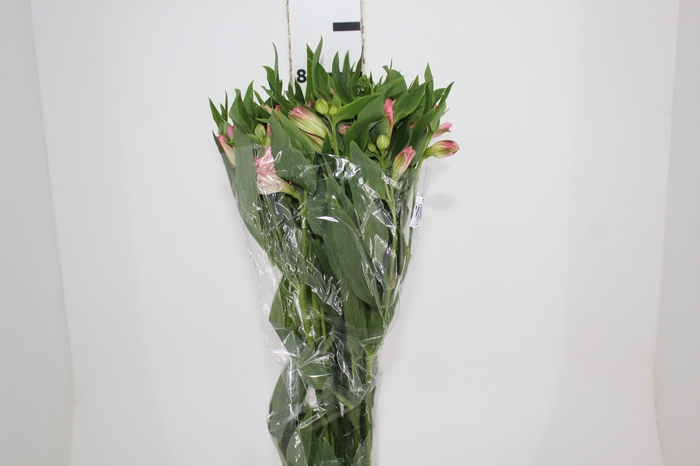 <h4>ALSTROEMERIA DUBAI 080 CM</h4>