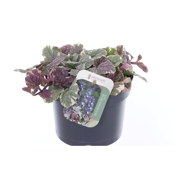 <h4>Ajuga reptans Burgundy Glow</h4>