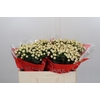 Hypericum Cool Romance