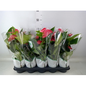 Anthurium andr. 'Querida'