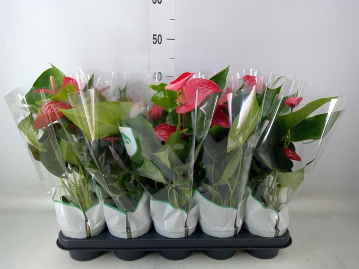 <h4>Anthurium andr. 'Querida'</h4>