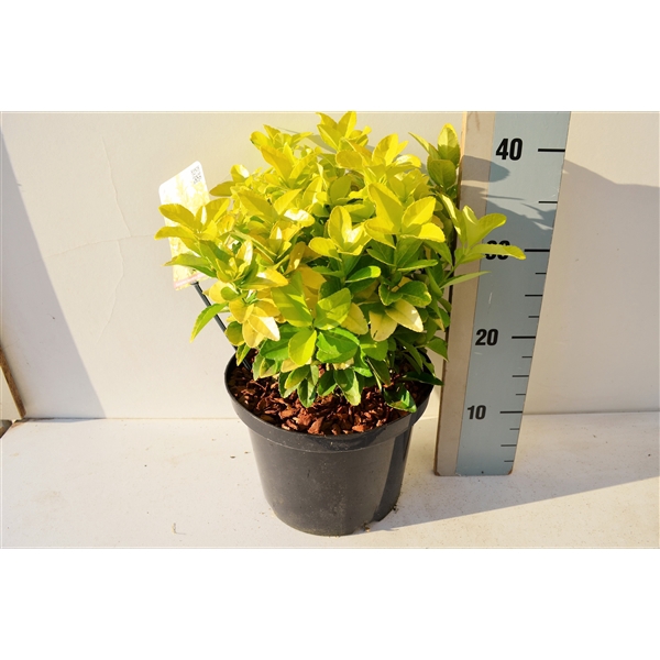 <h4>Euonymus jap El Dorado PBR</h4>