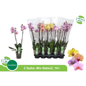 PHAL GEM