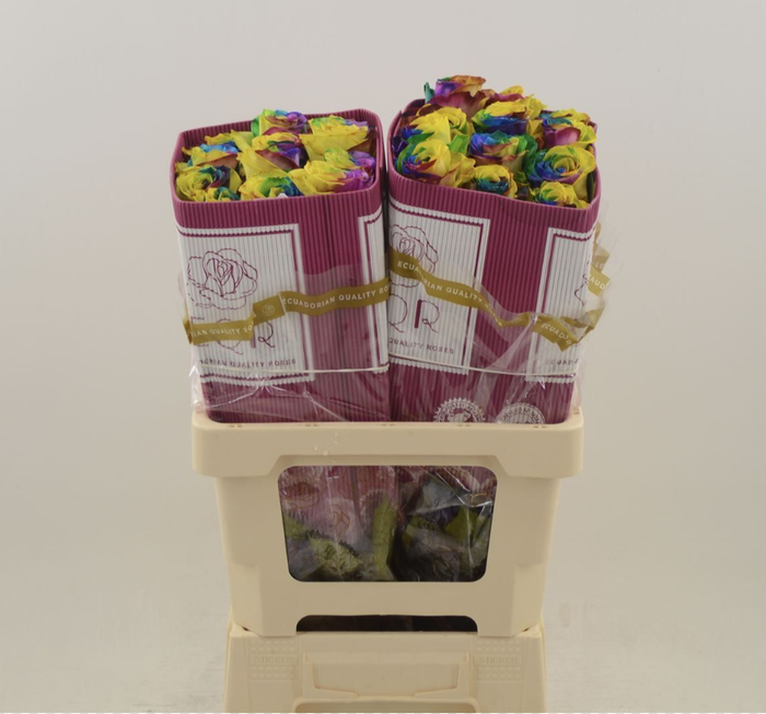 R GR ASSORTED (4 COLORS)