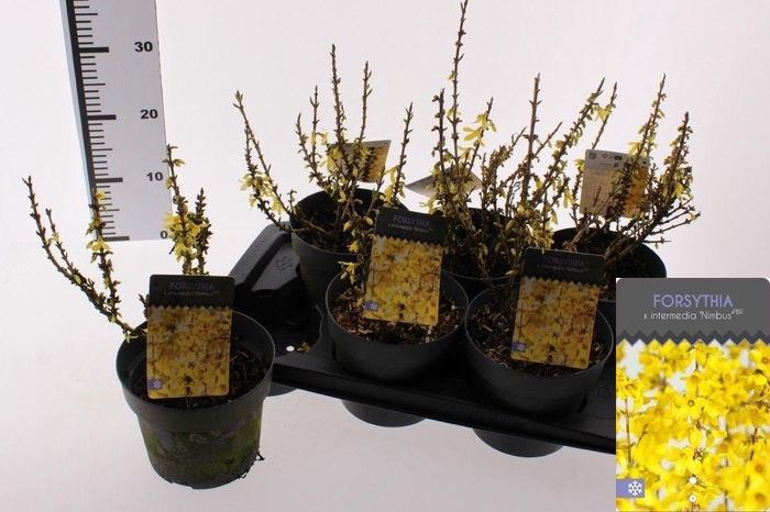 <h4>FORSYTH INTERMEDIA</h4>