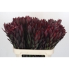 Leucadendron Saf Sunset Dark R.
