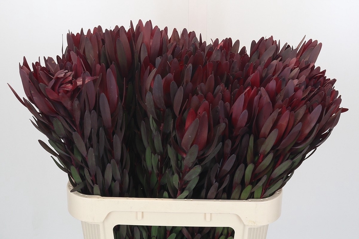 <h4>Leucadendron Saf Sunset Dark R.</h4>
