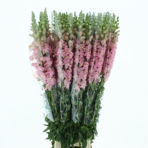 Antir Op Light Pink Extra X L