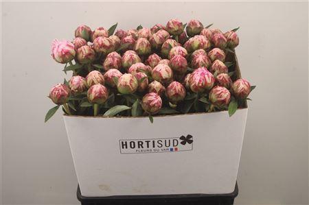 <h4>Paeo L Sarah Bernhard Pink Ex</h4>