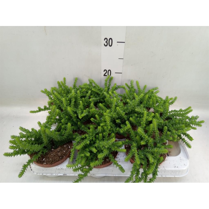 <h4>Crassula   ...</h4>