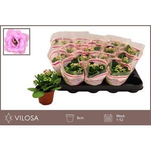 KALAN CALAN ZETA LILAC P8