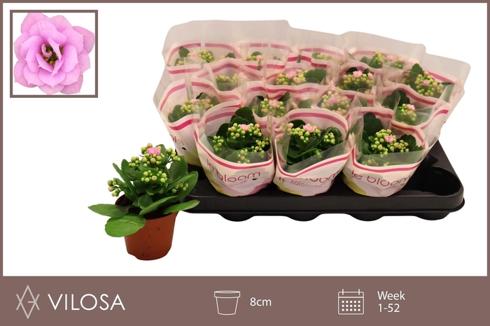 <h4>KALAN CALAN ZETA LILAC P8</h4>