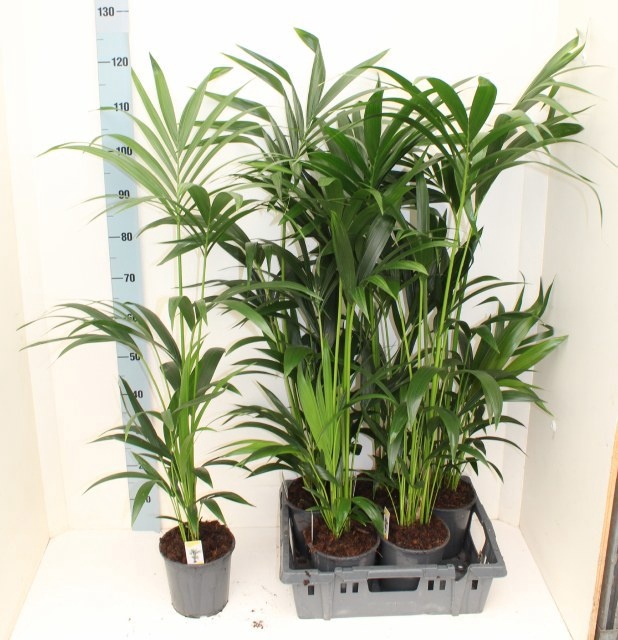 <h4>HOWEA FORSTERIANA</h4>