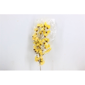 Dried Bougainvillea X5 55cm Yellow Bunch