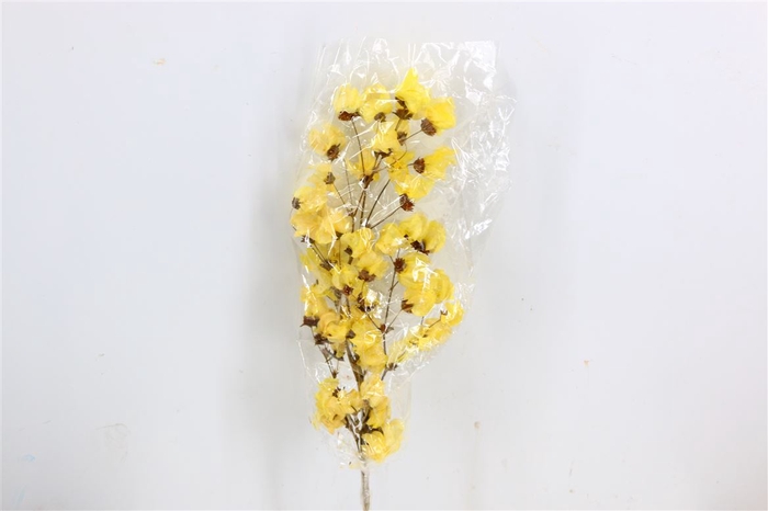 <h4>Dried Bougainvillea X5 55cm Yellow Bunch</h4>