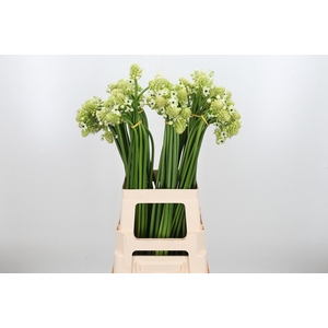 Ornithogalum Saundersiae