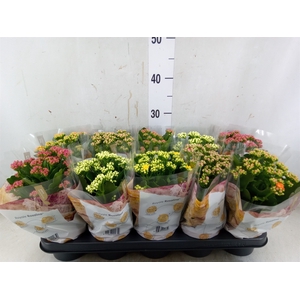 Kalanchoe blos. 'RoyalDon'   ..mix