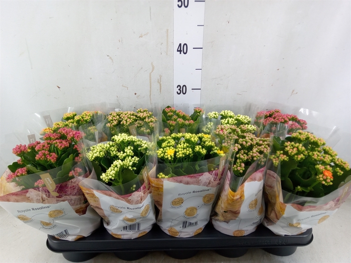 <h4>Kalanchoe blos. 'RoyalDon'   ..mix</h4>