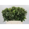 Pittosporum Ilan