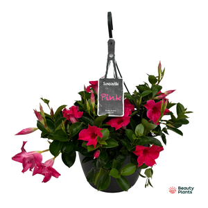 Mandevilla Sundaville Classic Pink hangpot (Dipladenia)