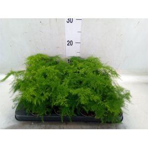 Asparagus setaceus